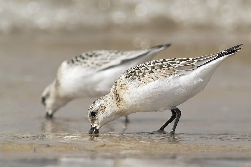 Песчанка · Calidris alba фото превью