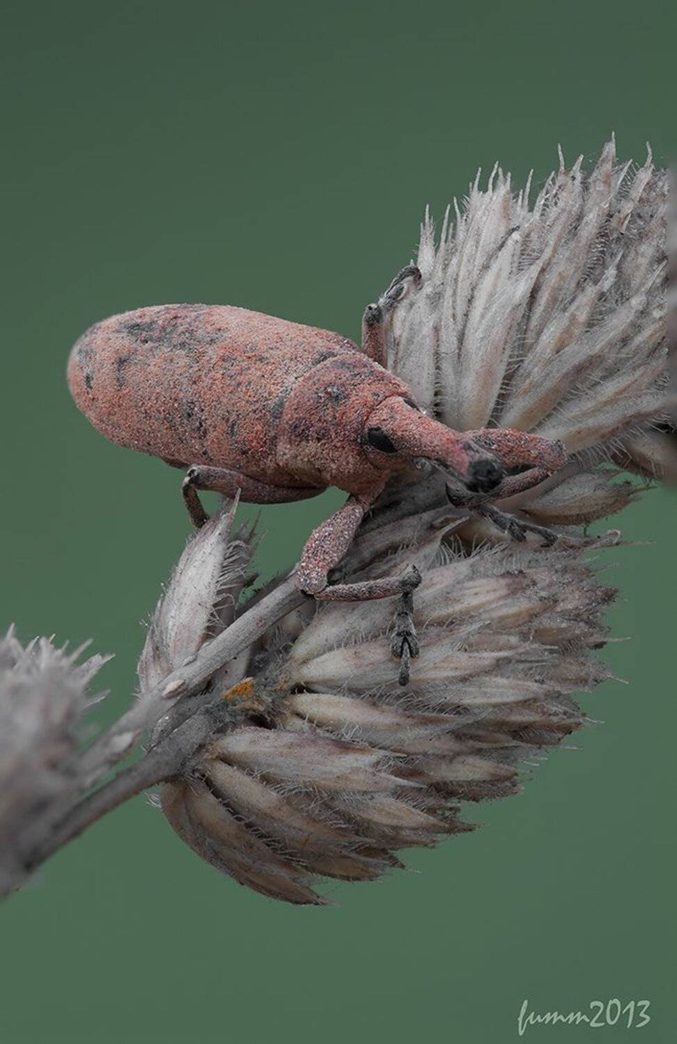 , Игорь ФУММ