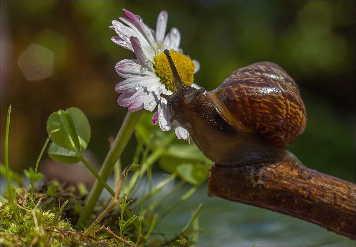 , Аркадий Белов