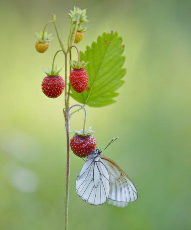 Вот оно какое наше лето...:) фото превью
