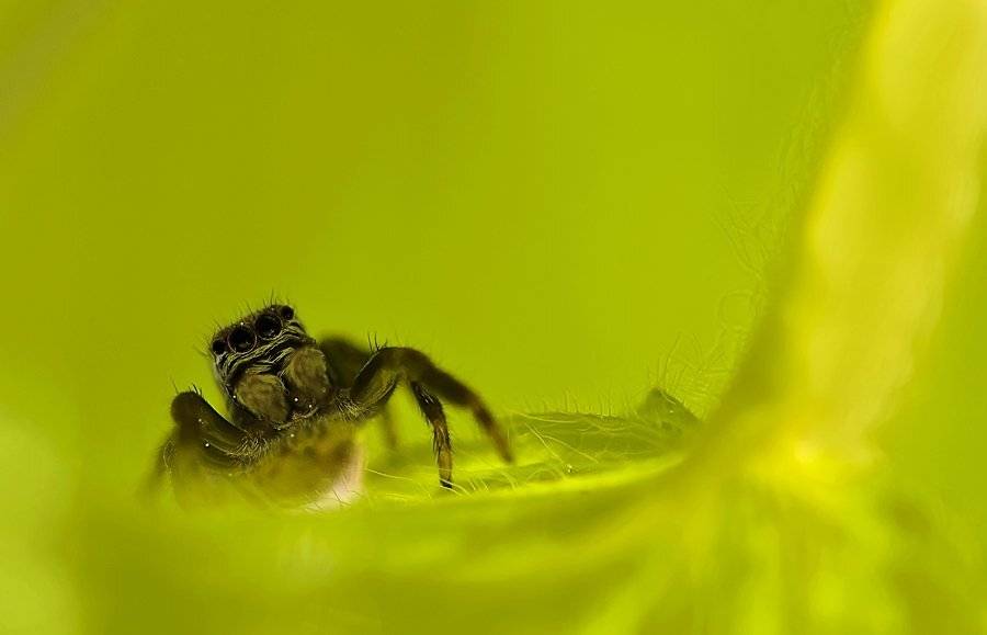 Паук, Скакунчик, Nikolay