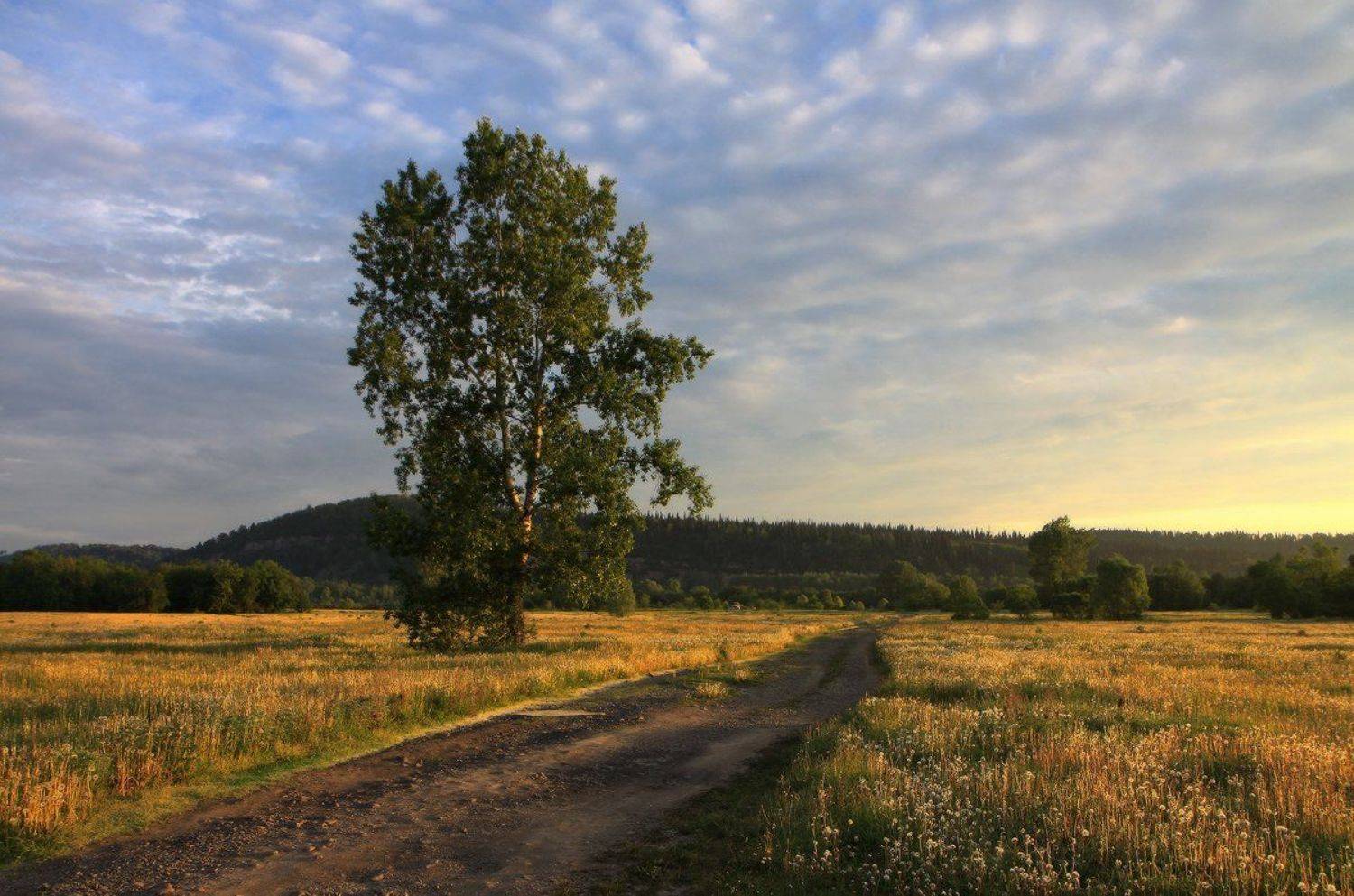 утро, рассвет, лето, Галина Хвостенко