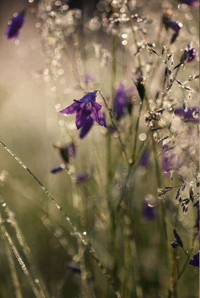 , Иваненко Светлана