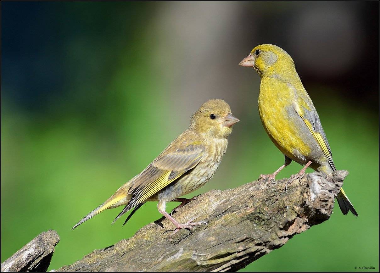 зеленушки,папа,птенец, Александр Чувилин