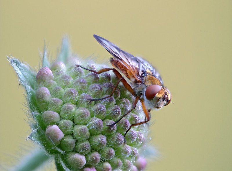 closeup, macro, макро, муха *** фото превью