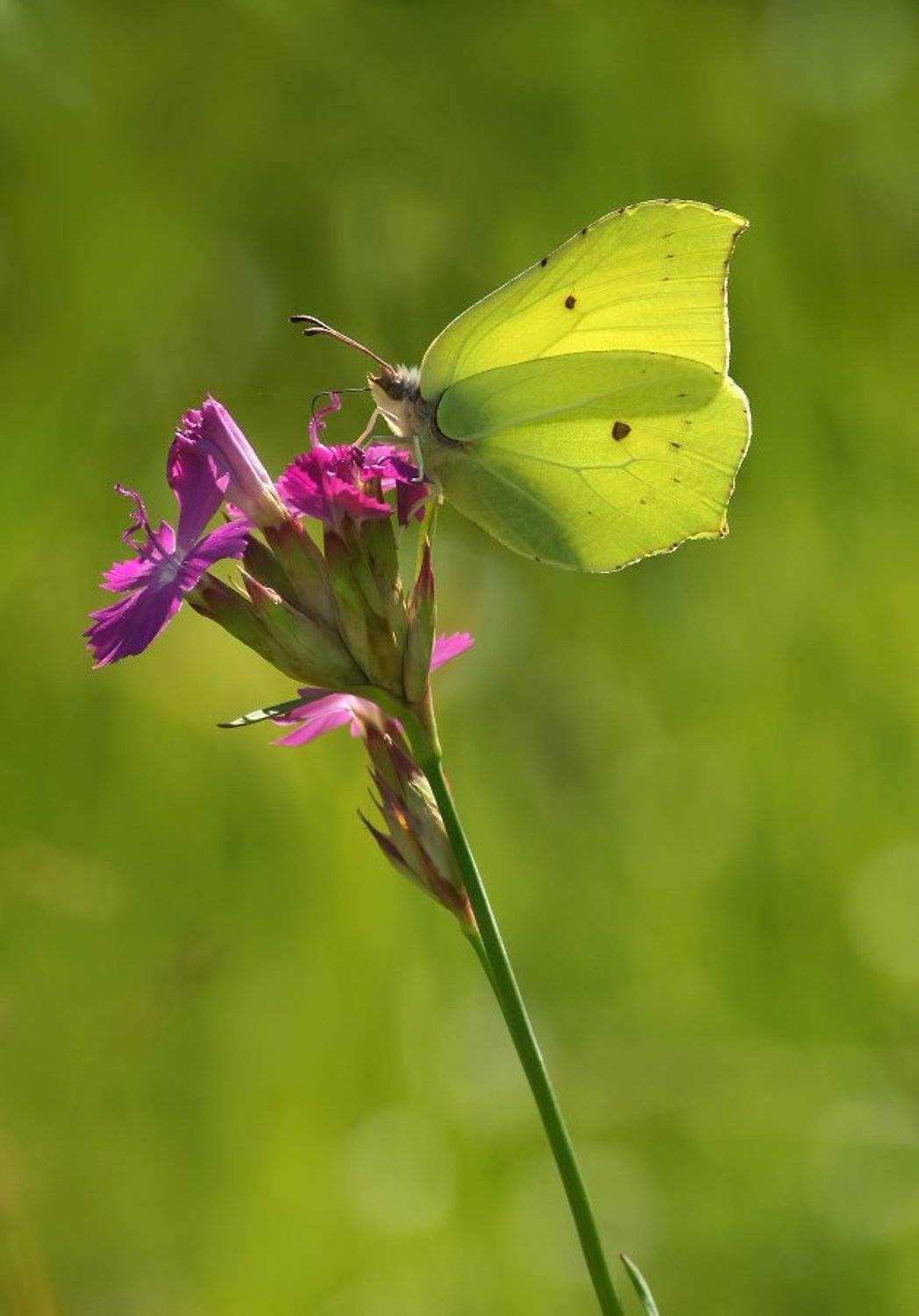, Чепленко Алексей