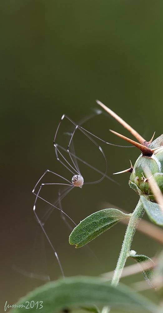 , Игорь ФУММ