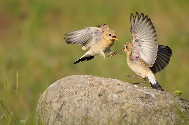 isabelline, wheatear, (oenanthe, isabellina) Go away! The rock is mine. фото превью