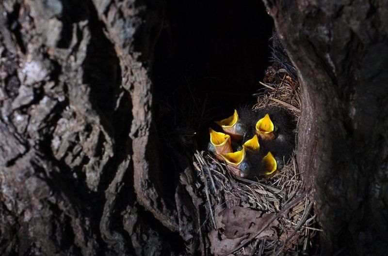 Птенец, Птенцы, Птица, Птицы Желторотики фото превью