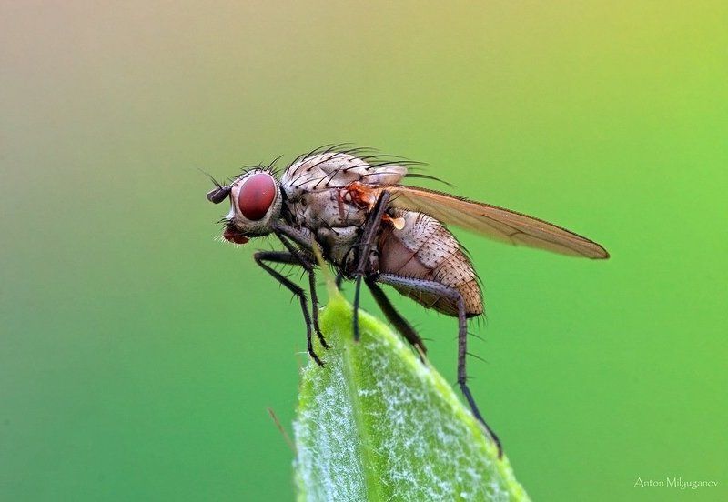 *** фото превью