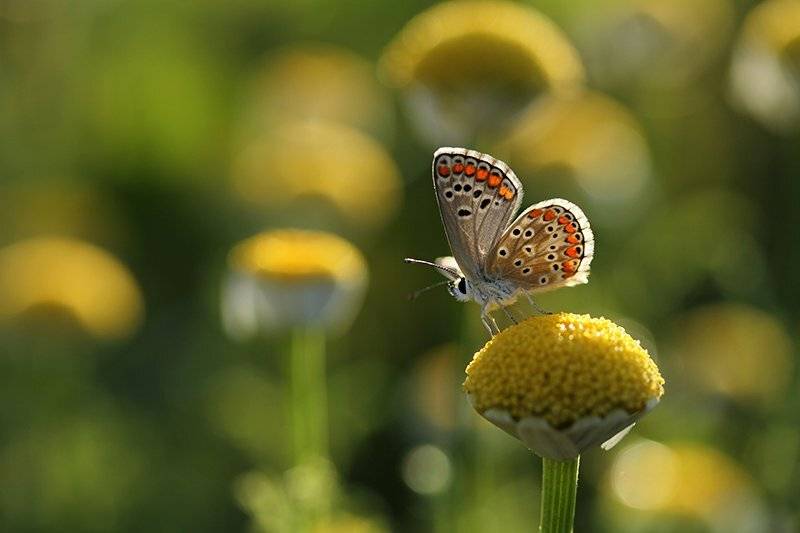 , mehmet