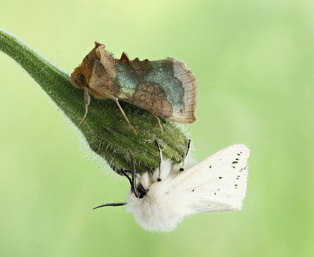 , Сергей Таланов