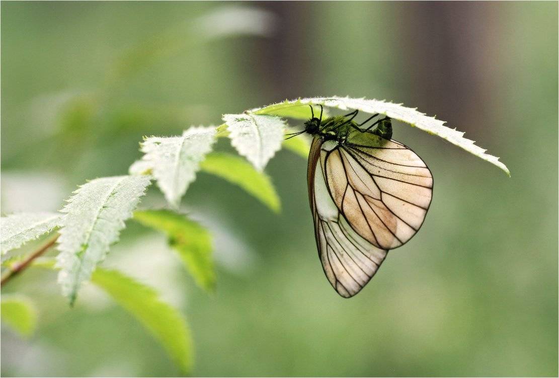 боярышница, бабочка, КарОл