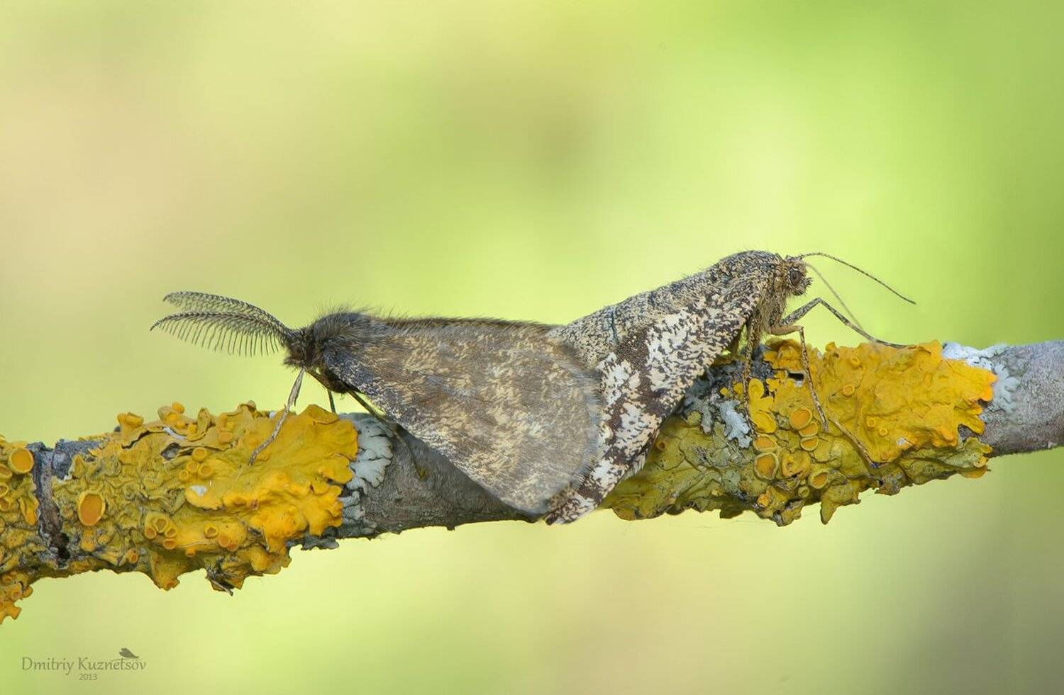 , Кузнецов Дмитрий