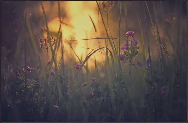 Летний вечер. фото превью