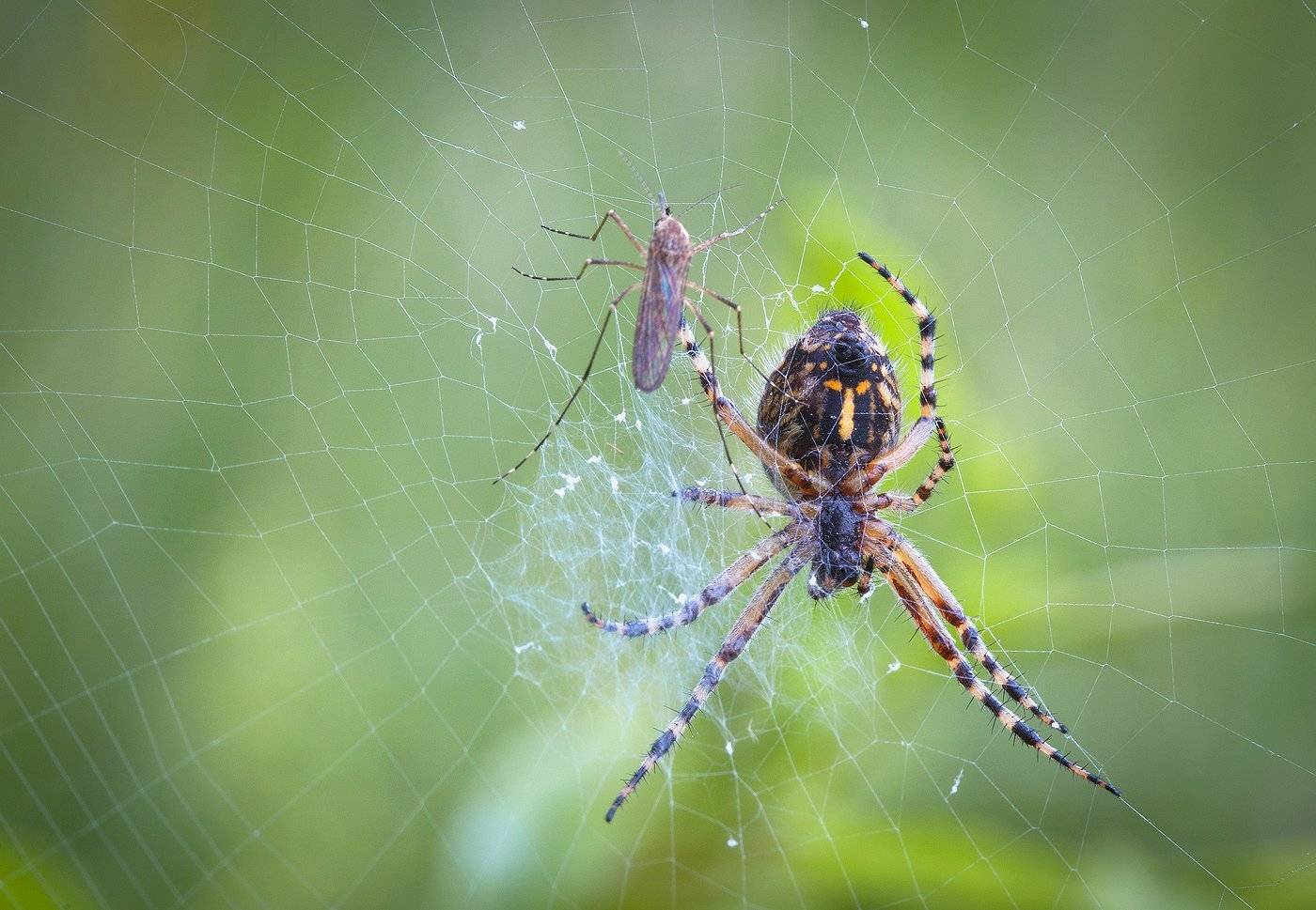, Андрей Канышев
