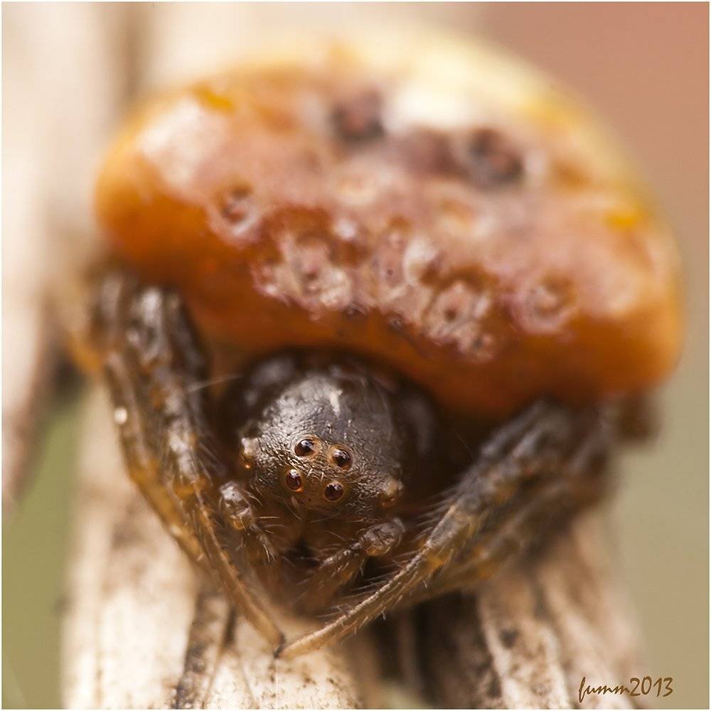 , Игорь ФУММ