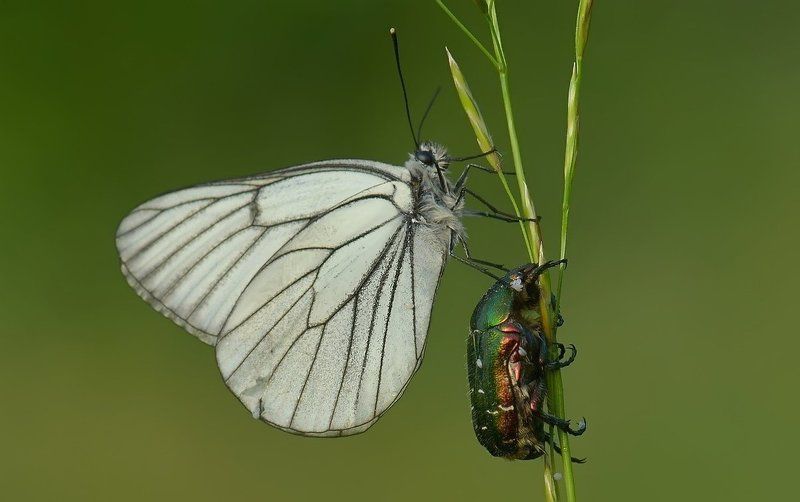 Бабочка Варвара вытирает белым платочком слезинку у жука Никодима фото превью