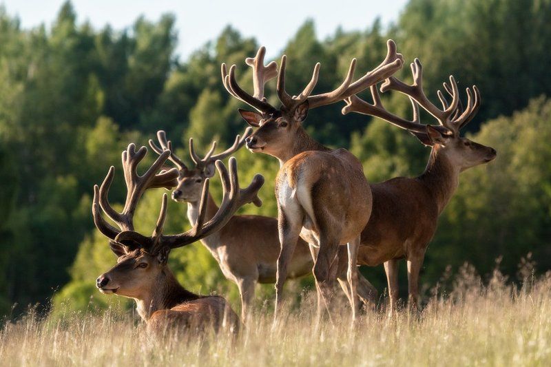 мальчишник или у кого панты красивее фото превью