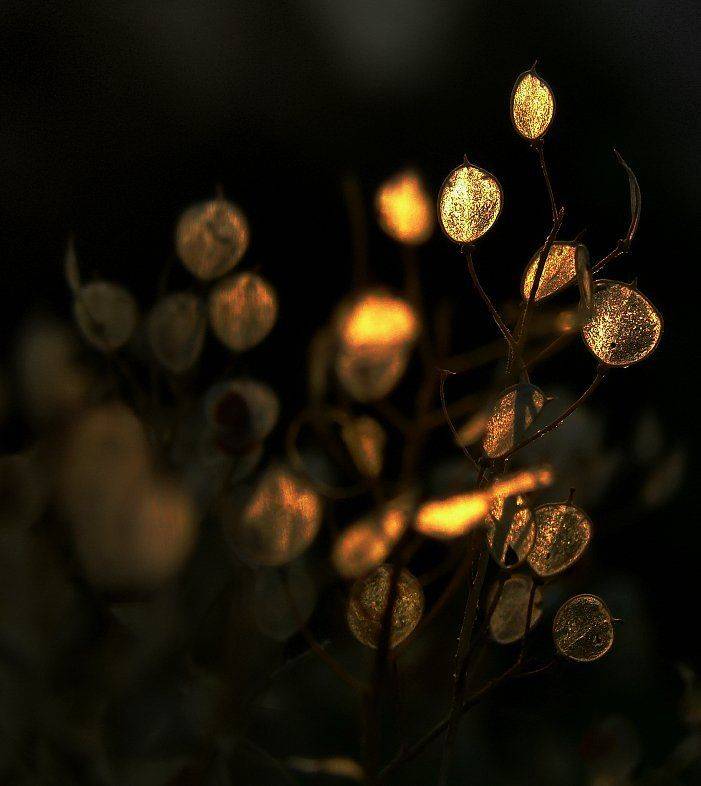 wake,light,macro,sun,lost, Эмеральд Ваке