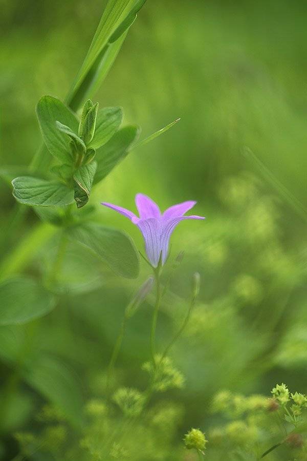 , Сергей Таланов