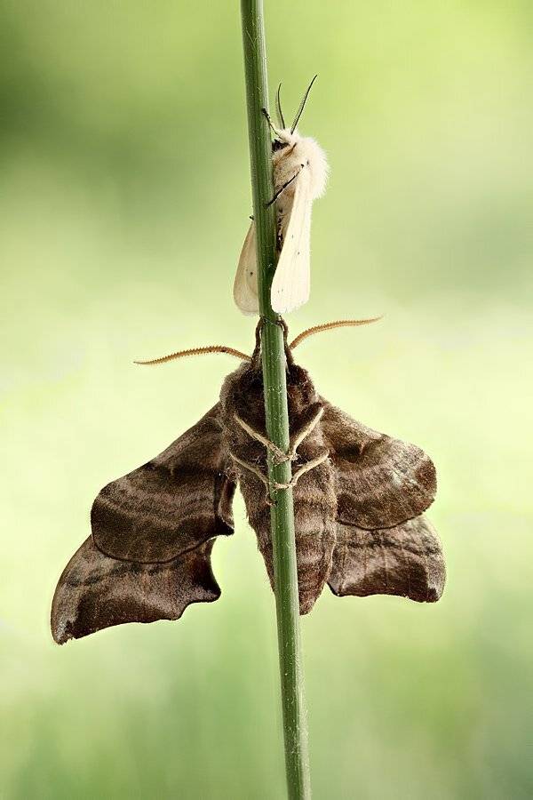 , Сергей Таланов