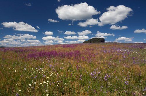 Краски лета