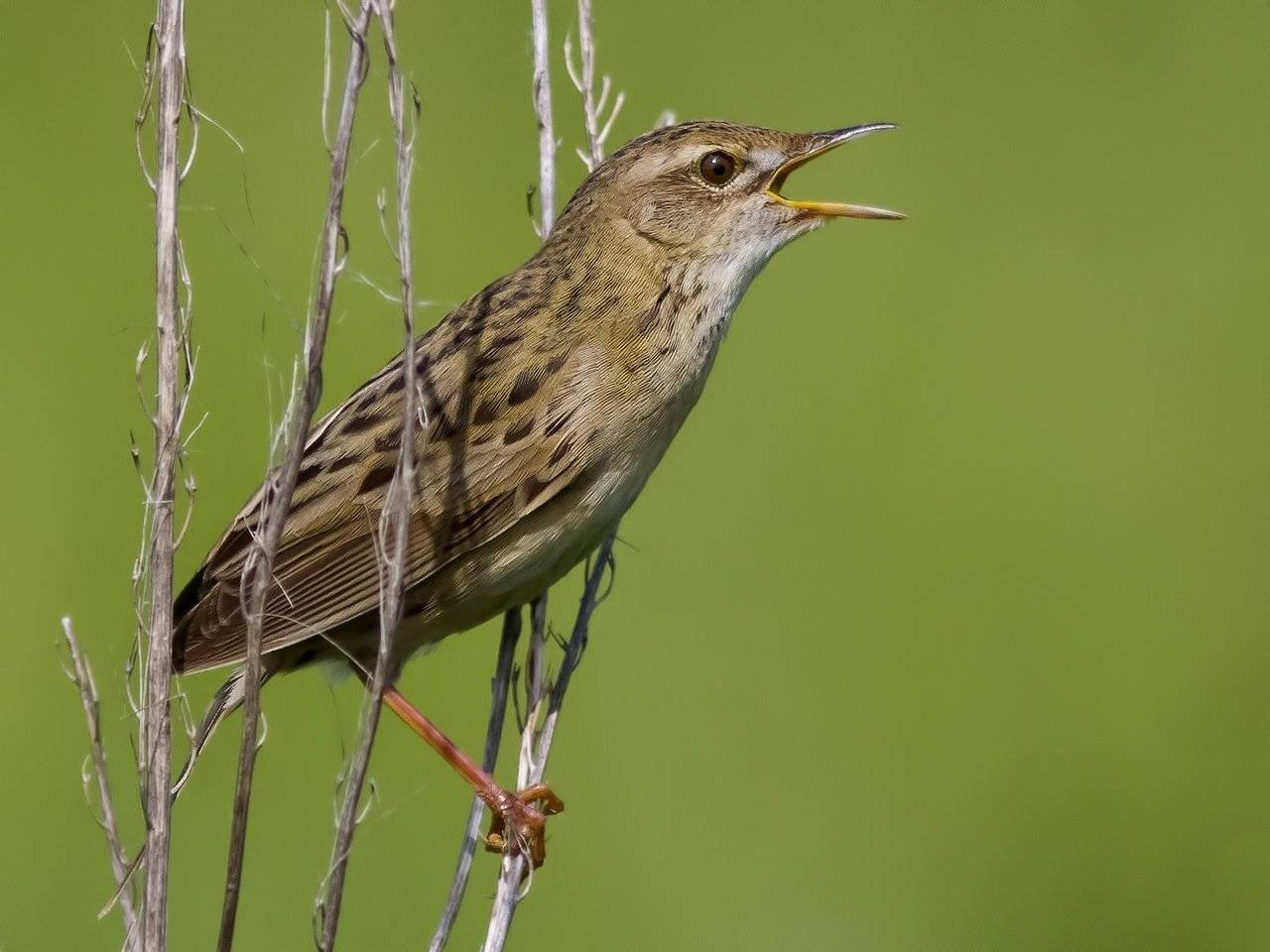, Ляпустин Юра