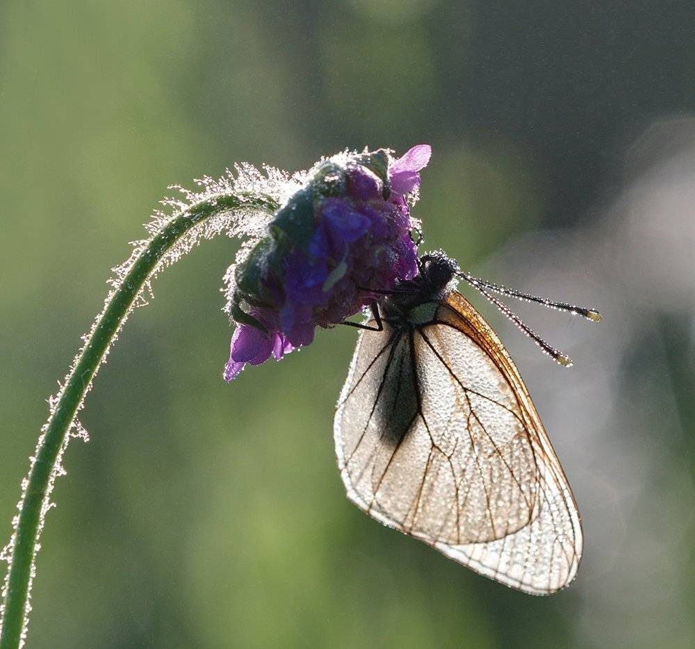 butterfly aporia crataegi the bl, macro, макро, Alexey Gnilenkov