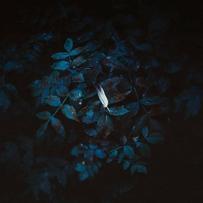 Bird, Blood, Dream, Emotion, Fly, Forest, Geo arcus, Georgiy alexandrov, Green, Sleep, Tree Uneternal Sleep фото превью