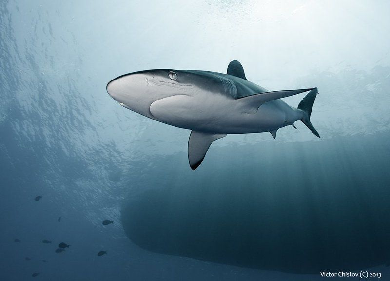 Silky фото превью