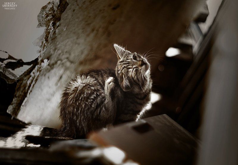 Утро фото превью