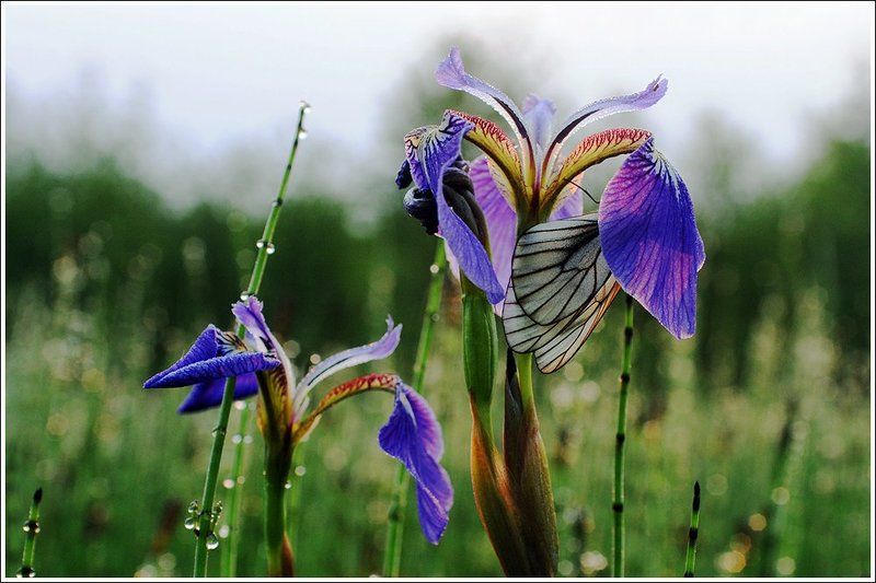 *** фото превью