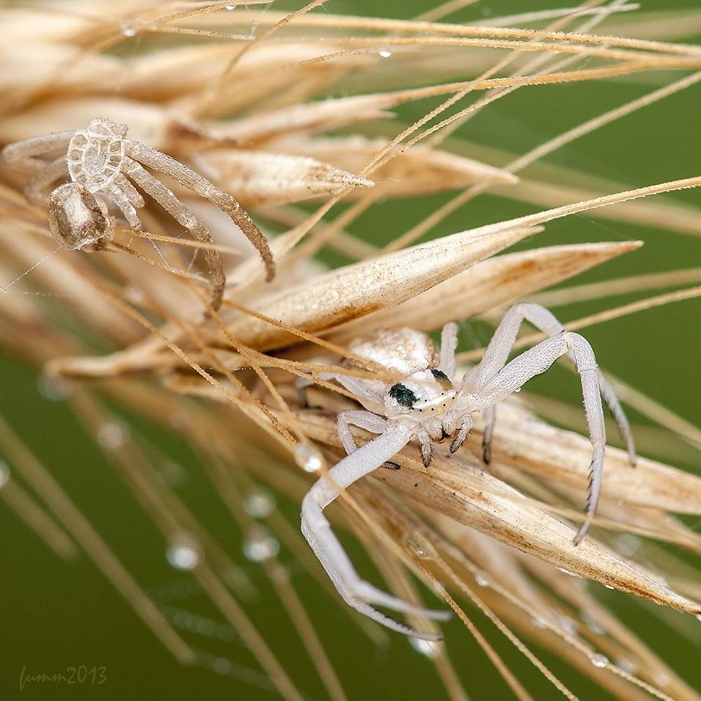 , Игорь ФУММ