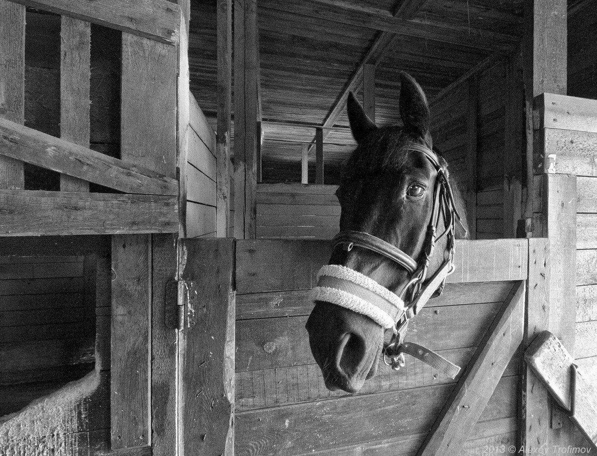 , Алексей Трофимов