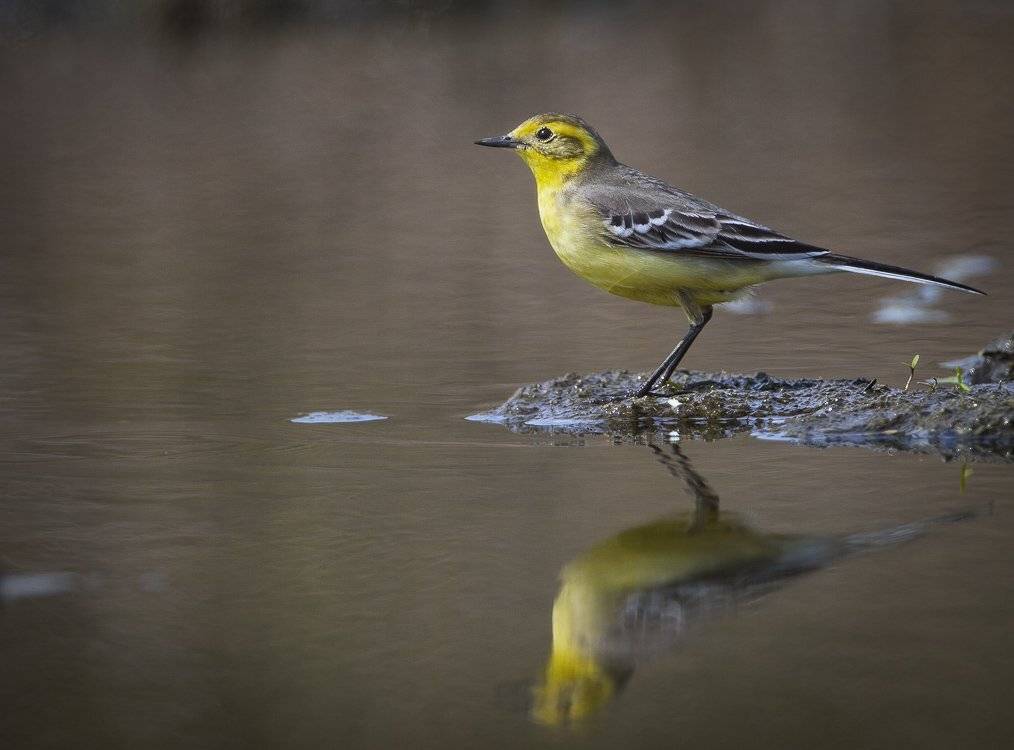, Андрей Канышев