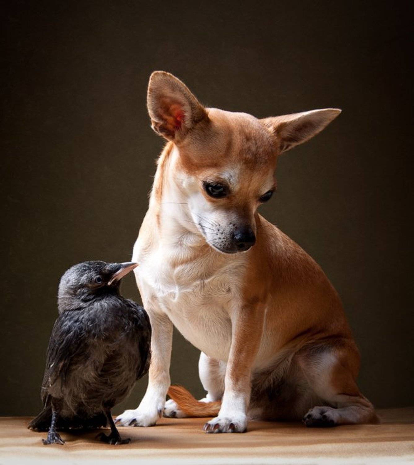 , Анна Дудник