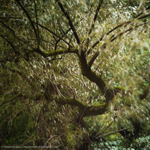 Старая ива / Old willow