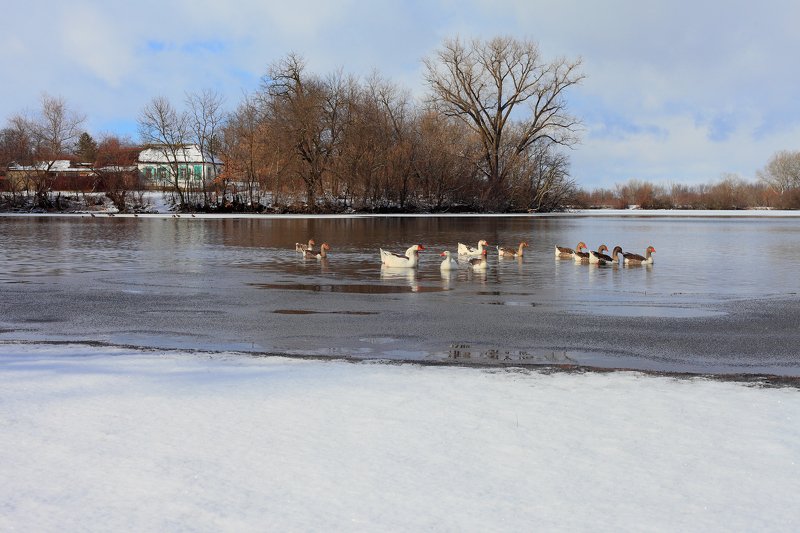 хутор, соколихин,  фото превью