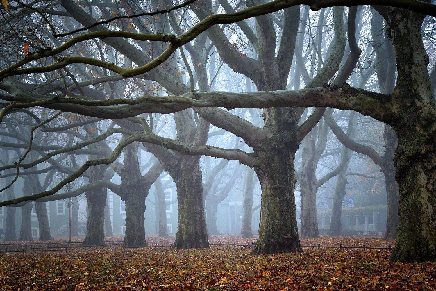 платаны trees magic mist morning tree foggy fog nature path autumn fall poland, Radoslaw Dranikowski
