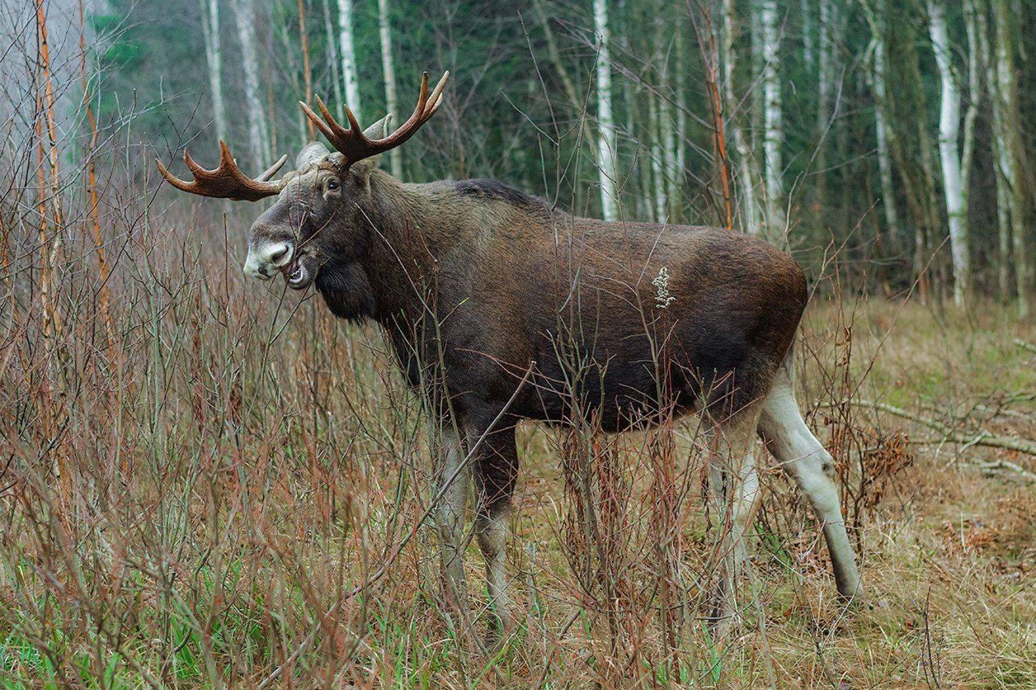 , Валерий Субачев