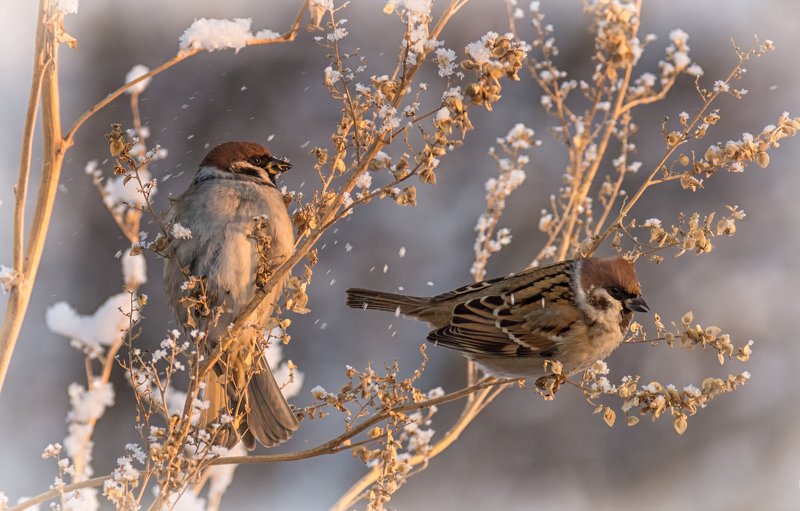 воробушки.. фото превью