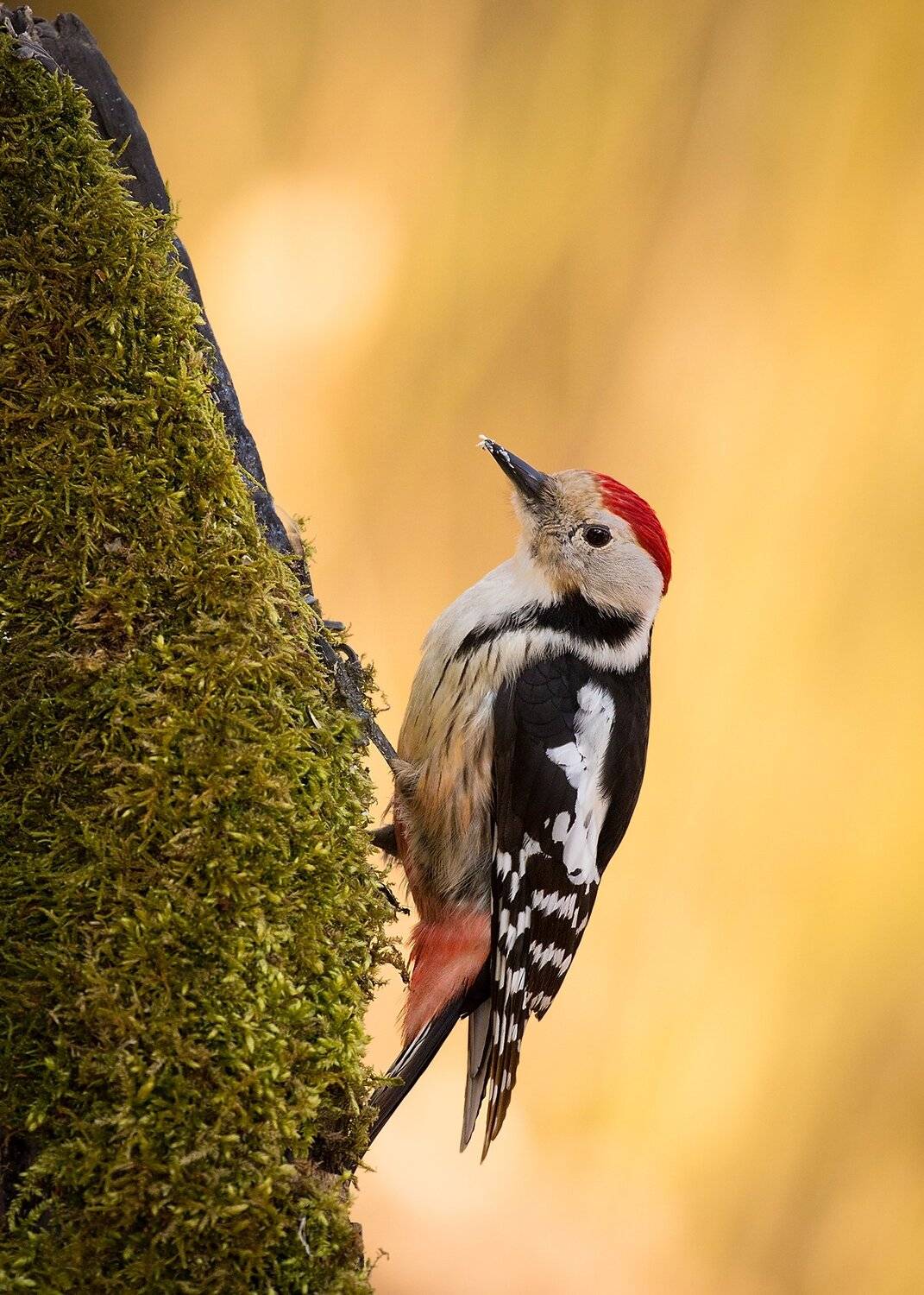 , Robert Adamec