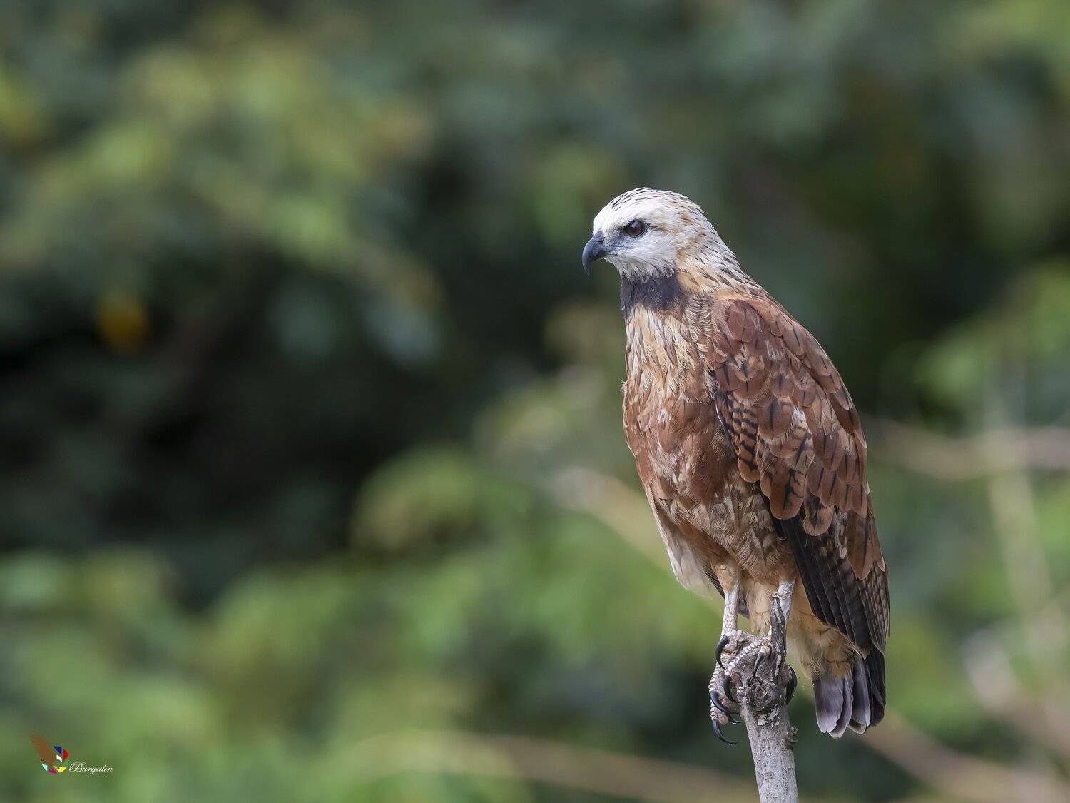 , Fernando Burgalin Sequeira