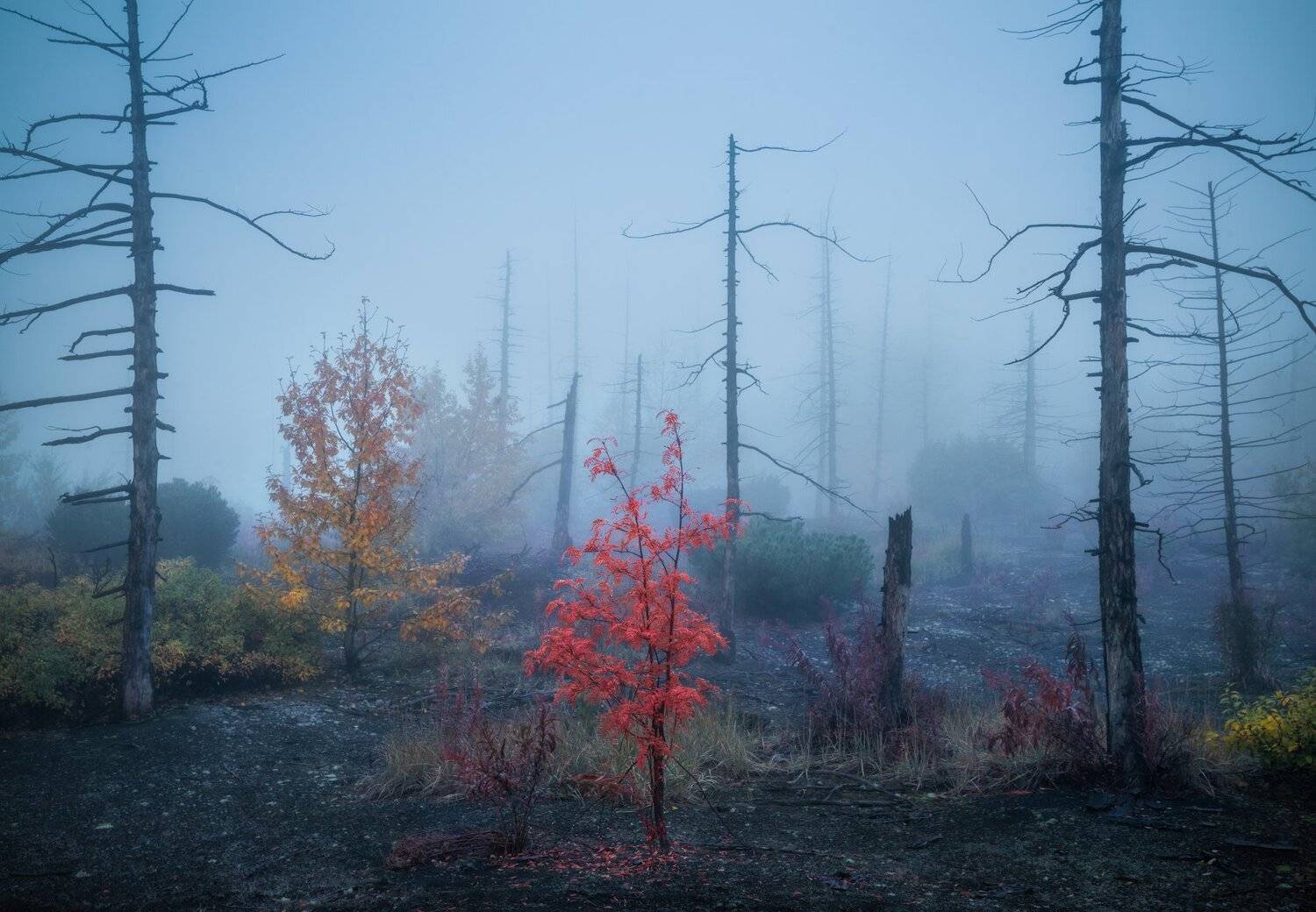 , Андрей Грачев