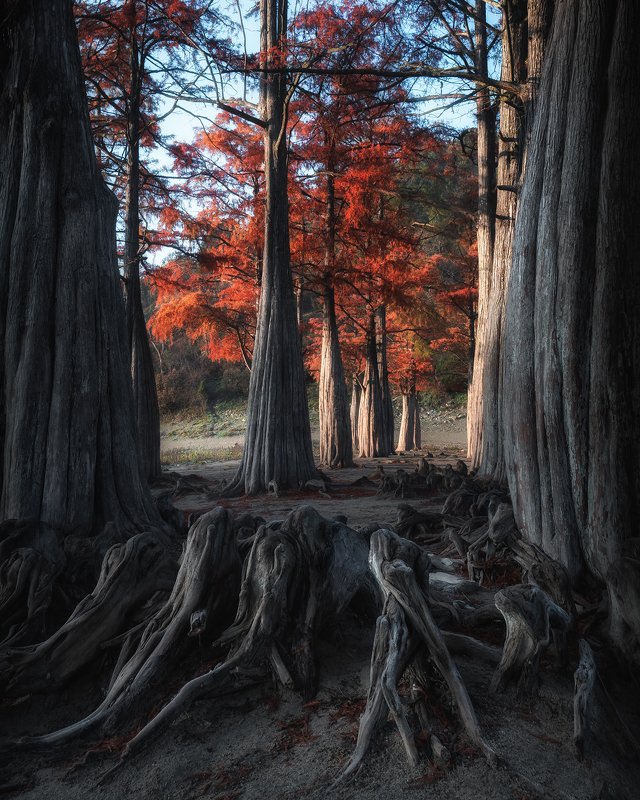 анапа Пневматофоры фото превью