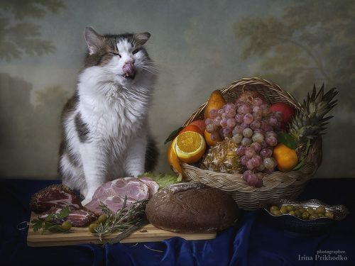 Волшебный сон кота Лёвы