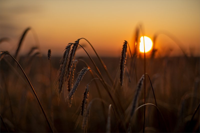 harvest season... фото превью