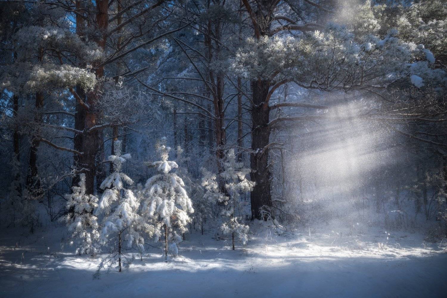алтайский край, советский район, шульгин лог, сосновый бор, лес, сосны, сосенки, лучи света, иней, под пологом леса, лесной пейзаж, зимний лес, лес зимой, зимние сосны, Алена Рубан
