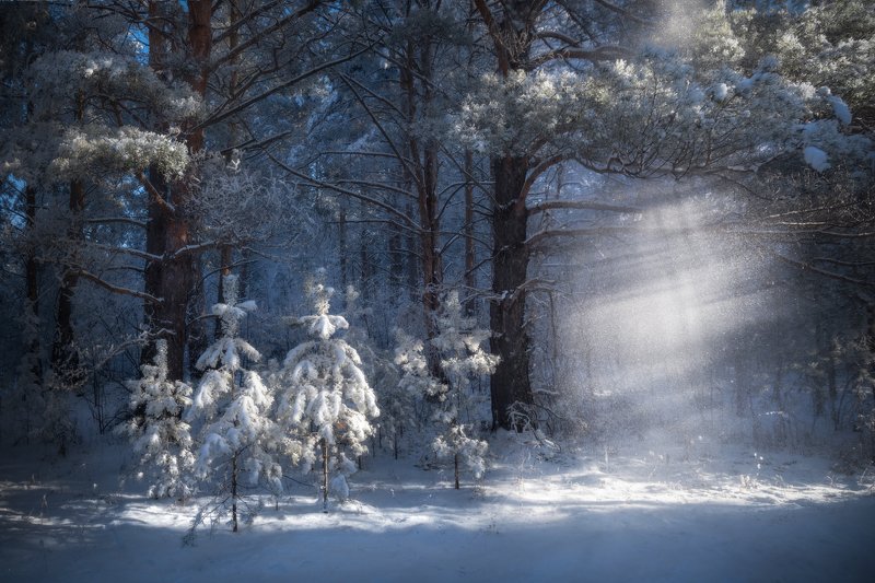 алтайский край, советский район, шульгин лог, сосновый бор, лес, сосны, сосенки, лучи света, иней, под пологом леса, лесной пейзаж, зимний лес, лес зимой, зимние сосны Под пологом зимнего леса фото превью